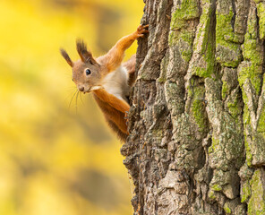 Red squirrel with food on a tree autumn colors close up