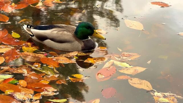 A beautiful male mallard duck floats  on a pond covered with colorful autumn leaves, reflecting the calm sky above. Peaceful fall nature moment, vertical video