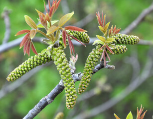 Spring flowering walnut