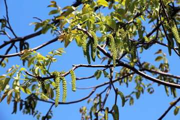 Spring flowering walnut