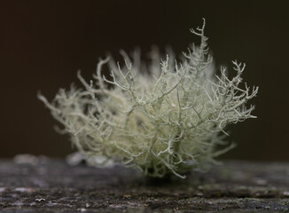 Macro image of lichen at Breney Common Nature Reserve Cornwall, England