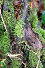 Entwined, moss covered branches at Breney Common Nature Reserve Cornwall, England
