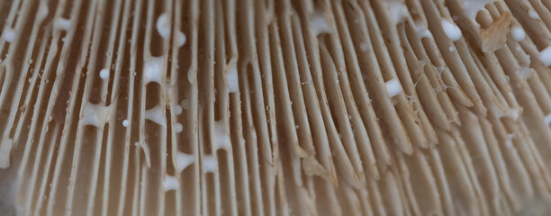 Macro image of fungus at Breney Common Nature Reserve Cornwall, England