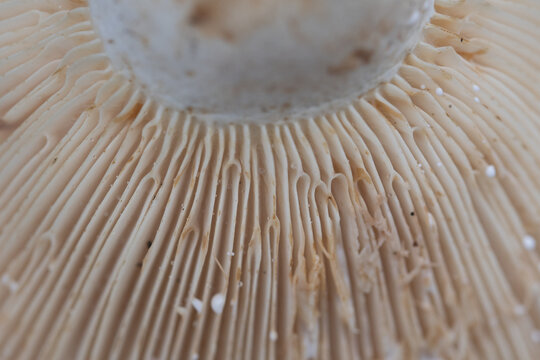 Macro image of fungi at Breney Common Nature Reserve Cornwall, England