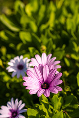 Obraz premium pink cosmos flower