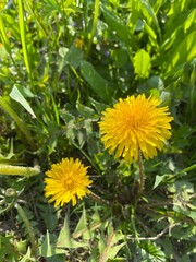 yellow dandelions on green background