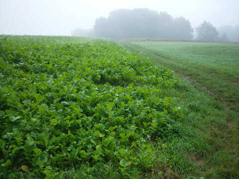 Foggy Morning Field With Lush Green Crops Along a Rural Path and Trees in the Distance