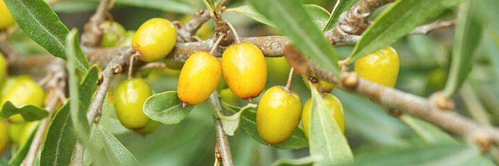 Close-up of sea buckthorn berries on a branch with green leaves in natural setting.