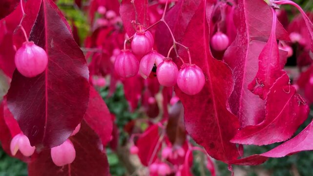 Euonymus grandiflorus Red Wine plant with deep red leaves and fruits in autumn season, closeup. Autumn vivid colour vertical video 