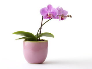 Orchid fertilizer spike supporting blooming orchid in pot