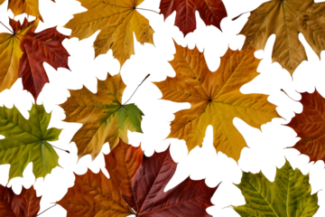 Autumn maple leaves on transparent background