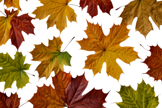 Autumn maple leaves on transparent background