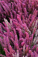 primo piano di erica esposta al sole