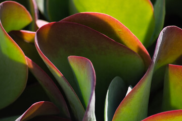 primo piano di Kalanchoe thyrsiflora