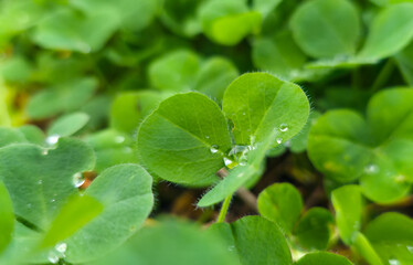 Close-up of fresh green clover leaves with dew drops symbolizes purity, freshness, and natural harmony.
