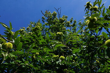 Esskastanien, Maronen am Baum 