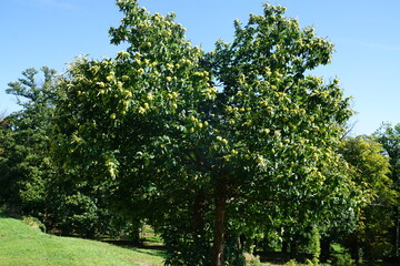 Esskastanien, Maronen am Baum 