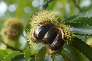 Esskastanien, Maronen am Baum 