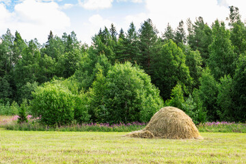 Beautiful view of meadow after haymaking, summer day
