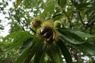 Esskastanien, Maronen am Baum 