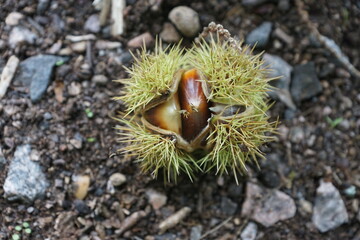 Esskastanien, Maronen am Baum 