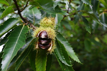 Esskastanien, Maronen am Baum 