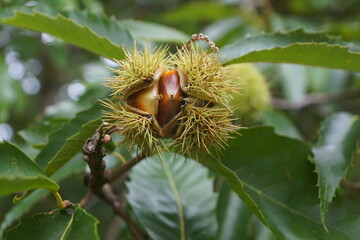 Esskastanien, Maronen am Baum 