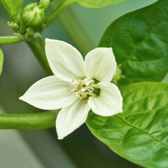 Obraz premium Close-up of white bell pepper flower among lush green leaves in garden setting.