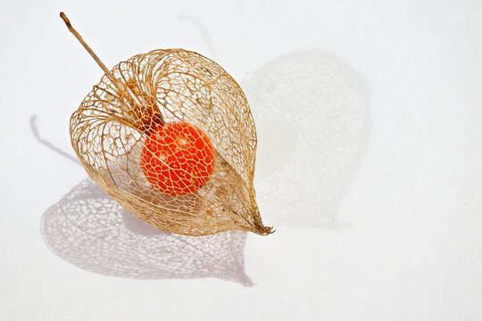 Ripe orange fruit in the dry husk of Physalis, autumn decoration plant on white background