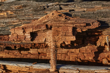 Close-up of an old tree where a branch joins the trunk. The wood fibers are splitting and cracked from age and sunlight. Natural texture with warm brown tones, suitable for design and background use.