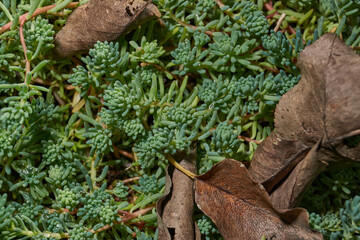 Macro photo of succulent stonecrop plant with dense fleshy leaves. Detailed texture of green stonecrop shoots forming a dense ground cover. Dense fleshy leaves forming a lush carpet.