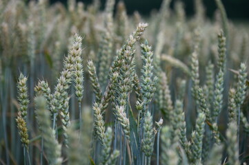 ears of wheat