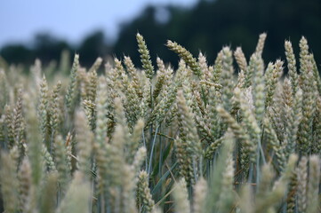 wheat field in summer
