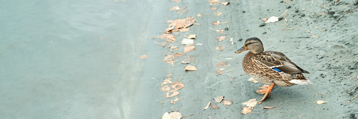 Duck walking along lake shore amidst fallen leaves on overcast day in serene natural setting.