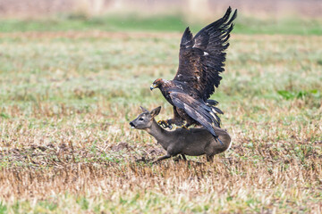 A white-tailed eagle caught a young doe at a forest meeting.