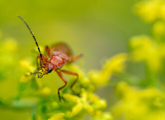 Rhagonycha fulva, common red soldier beetle (Coleoptera: Cantharidae) photographed in Tragacete, Cuenca province, Iberian System, Spain.