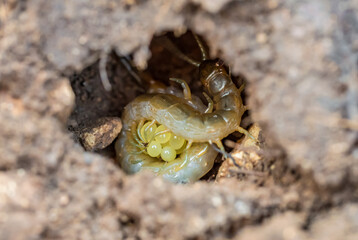 Scolopendra cf. oraniensis (Chilopoda: Scolopendridae) guarding egg clutch under a rock in Tragacete, Cuenca province, Iberian System, Spain, showing reproductive behavior and parental care in centipe