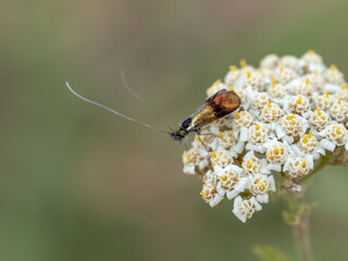 Nemophora cf. minimella, fairy longhorn moth species (Lepidoptera: Adelidae) photographed in Tragacete, Cuenca province, Iberian System, Spain.
