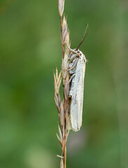 Coscinia striata, footman moth species (Lepidoptera: Erebidae) photographed in Tragacete, Cuenca province, Iberian System, Spain.