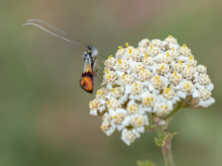 Nemophora cf. minimella, fairy longhorn moth species (Lepidoptera: Adelidae) photographed in Tragacete, Cuenca province, Iberian System, Spain.
