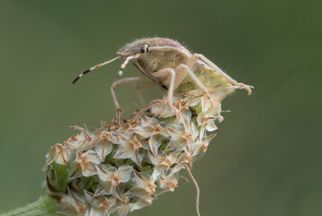 Dolycoris baccarum, sloe bug or hairy shieldbug (Hemiptera: Pentatomidae) photographed in Tragacete, Cuenca province, Iberian System, Spain.