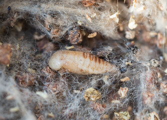 Pupae of Dermestes aurichalceus, larder beetle species (Coleoptera: Dermestidae) inside the nest of...