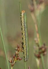 Larva of Symphyta sp., sawfly species (Hymenoptera: Symphyta) photographed in Tragacete, Cuenca province, Iberian System, Spain.
