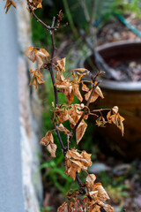 Autumn's End