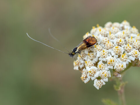 Nemophora cf. minimella, fairy longhorn moth species (Lepidoptera: Adelidae) photographed in Tragacete, Cuenca province, Iberian System, Spain.
