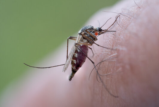 Aedes sp., mosquito species (Diptera: Culicidae) photographed in Tragacete, Cuenca province, Iberian System, Spain, biting a human arm and showing typical morphology and feeding behavior of biting.