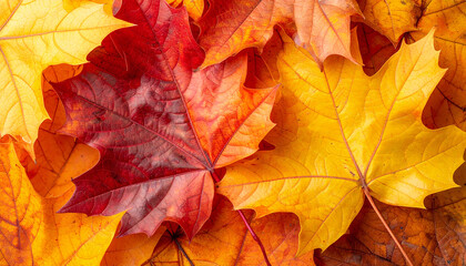 Fototapeta premium Vibrant autumn maple leaves background in warm orange and yellow tones