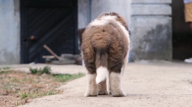 cute saint bernard puppy running at the backyard, view from behind 