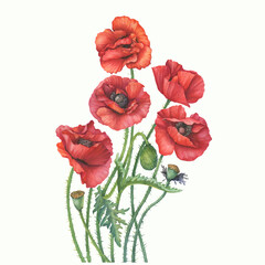 Bouquet with red common poppy flower with leaves (Papaver rhoeas, corn poppy). Floral botanical greeting card. Hand drawn watercolor painting illustration isolated on white background.