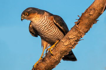 Close up of male Eurasian sparrowhawk resting on an dried tree. Blurred background. Copy space. Brown birds. Yellow eyes. Accipiter nisus.